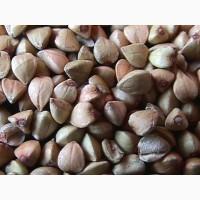 Продаем КАНАДСКИЕ семена, горох, соя, пшеница, ячмень, кукуруза, подсолнечник, гречиха