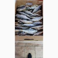 Продам вяленую рыбу в ассортименте. Тарань, Лещ, мелкий лещ, густера, судак, окунь