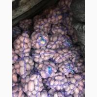 Продам картоплю Белла Росса Словянка Санте