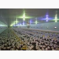 Курчата бройлери кури бройлери росс 308