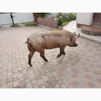 Продам робочого кабана
