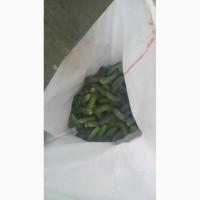 Продам огурчик грунтовой сорт Престо