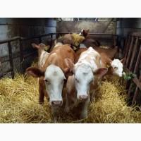 Фермерское хозяйство реализует телят