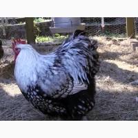 Инкубационное яйцо кур Орпингтон, белый, серебро