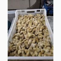 Продам столовое и инкубационное яйцо перепела