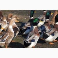 Инкубационные яйца Башкирка