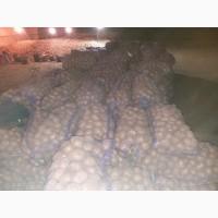 Продам картофель, сорт беларосса, легенда, королева анна