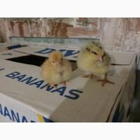 Курчата суточные и подрост