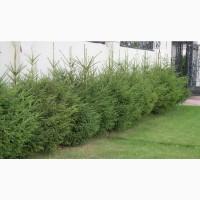 Ялинка звичайна, Продажа Саженцев Ели, Ёлки (Обыкновенной)