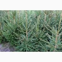 Ялинка звичайна, Продажа Саженцев Ели, Ёлки (Обыкновенной)