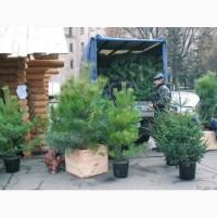Ялинка звичайна, Продажа Саженцев Ели, Ёлки (Обыкновенной)