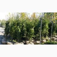 Ялинка звичайна, Продажа Саженцев Ели, Ёлки (Обыкновенной)