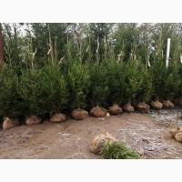 Ялинка звичайна, Продажа Саженцев Ели, Ёлки (Обыкновенной)