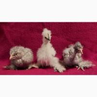Цыплята китайские шелковые пуховые голошейки