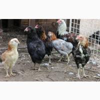 Продам інкубаційні яйця араукана