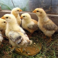 Яйцо мастер Грей редбро