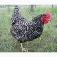 Курочки 3х месячные