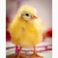 Курочки 3х месячные