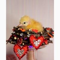 Курочки 3х месячные