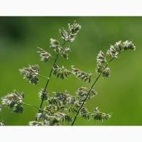 Haсіння Грястиці Збірної! Найвищої якості!Всі показники в нормі@!____