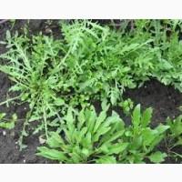 Руккола Сильветта многолетняя тонколистная (розетка-саженец)