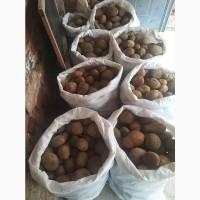 Продам насіну картоплю. Тайфун, Конект, Бела роса, Слов#039;янка