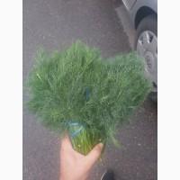 Продам укроп опт