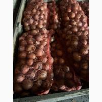 Продам лук опт