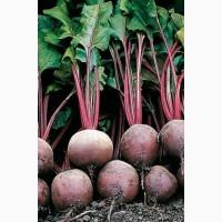 Продам буряк столовий, сорт Пабло
