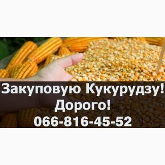 Придбаю Кукурудзу, на постійній основі у необмежених обсягах!ДОРОГО