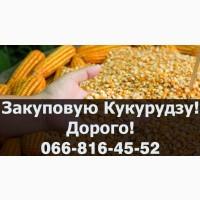 Придбаю Кукурудзу, на постійній основі у необмежених обсягах!ДОРОГО