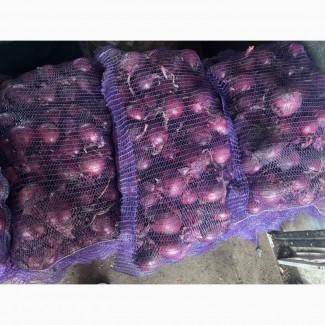 Продам крупный лук марс качество супер