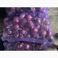 Продам крупный лук марс качество супер