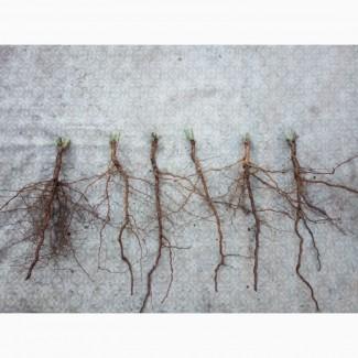 Сіянці шипшини Лакса