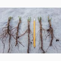 Сіянці шипшини Лакса