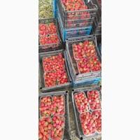 Продам клубнику опт