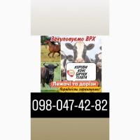 Закуповуємо ВРХ