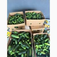 Продам огірок 1 сорт