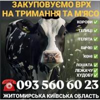 Закупівля врх Житомирська Київська область на м#039;ясо та тримання