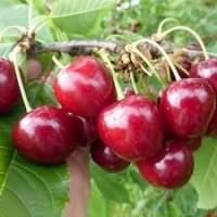 Якісна садова вишня | Хмельниччина | Гурт від 10 т | Ягода без хвостика