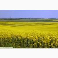 Компанія Закуповує Ріпак