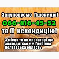 Закуповуємо пшеницю 2, 3, 4 клас! А також прілу та з запахом! Ціни гнучкі, та високі