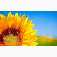 Агрокомпанія Купуємо Соняшник по всій Україні