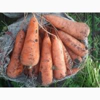 Продам домашню моркву