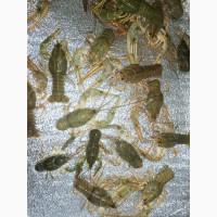 Свіжі РАКИ є опт