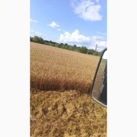 Продам пшеницю