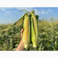 Продаємо з поля солодку кукурудзу Ракель
