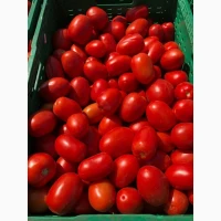 Продам томат сливка Галілея f1