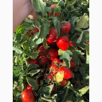 Продам томат сливка Галілея f1