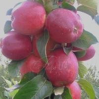 Продам яблука сорт Моді, Каріот 7. Чернігів